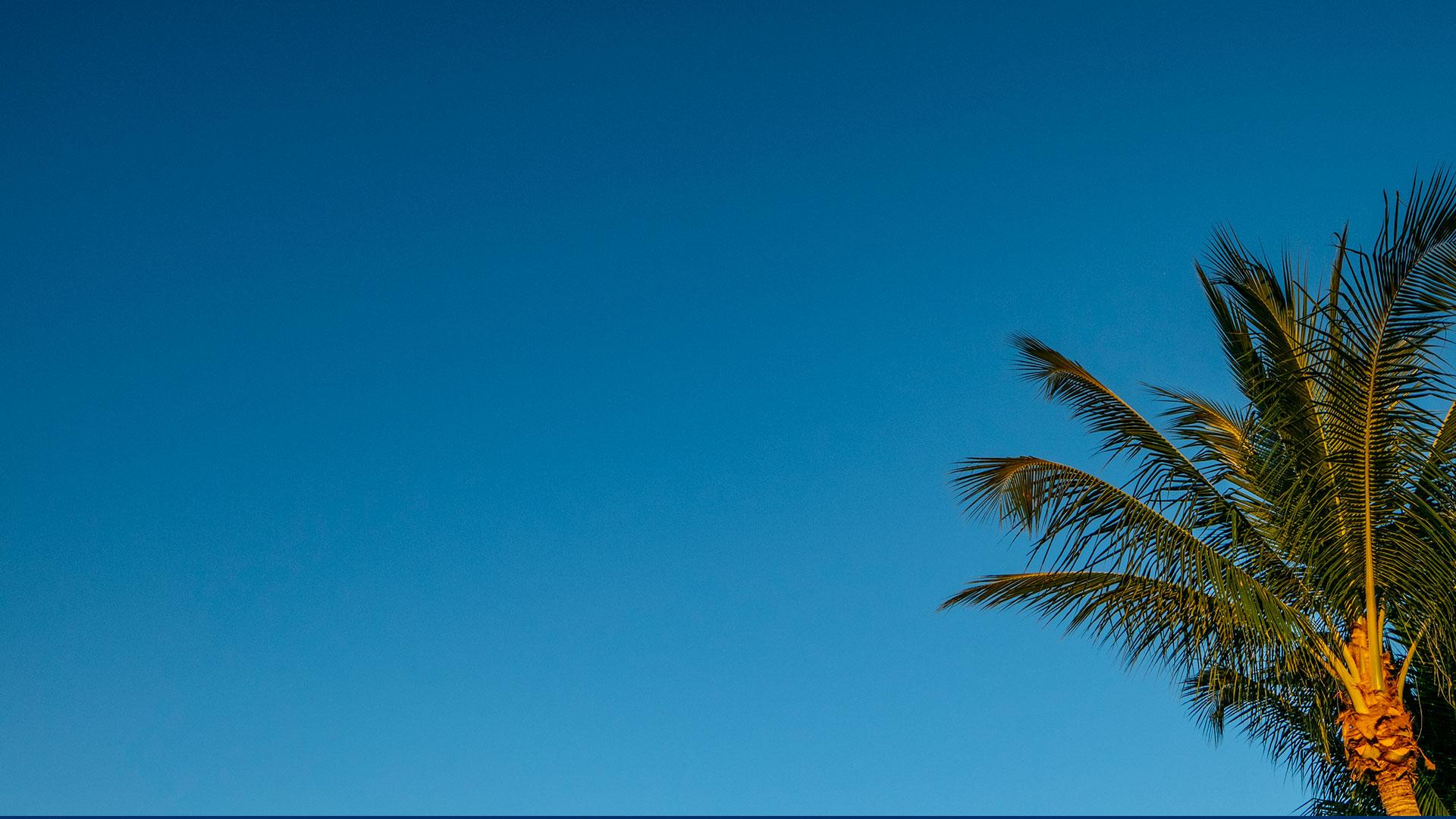 Palm trees on FAU Boca Raton Campus